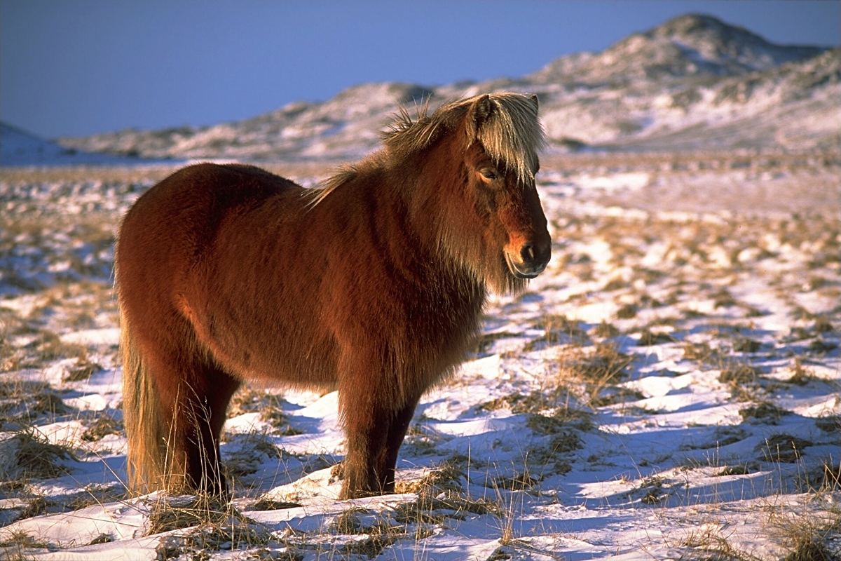 Icelandic horses